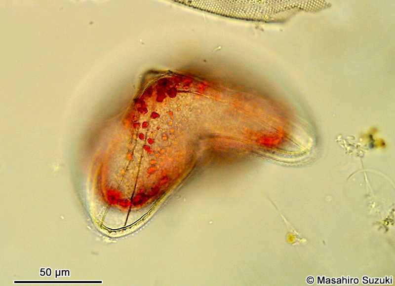 Protoperidinium sinuosum