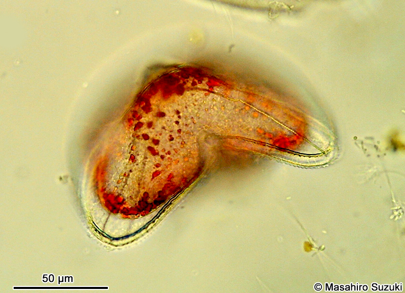 Protoperidinium sinuosum