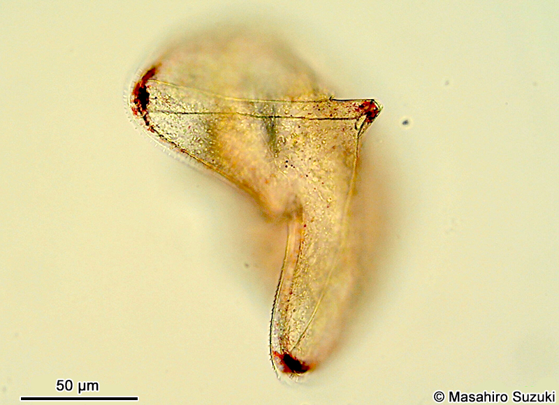 Protoperidinium sinuosum