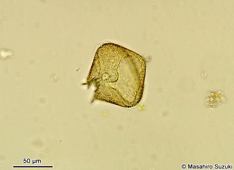 スケオビムシ Protoperidinium