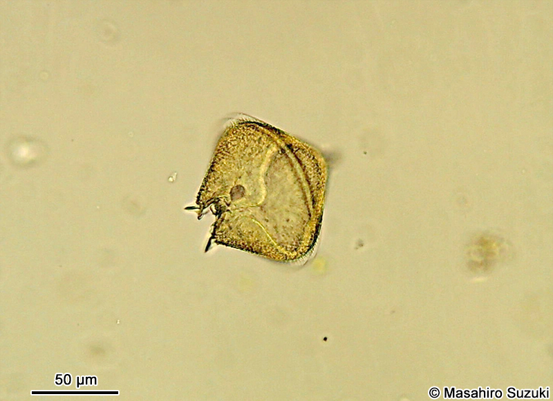 スケオビムシ Protoperidinium