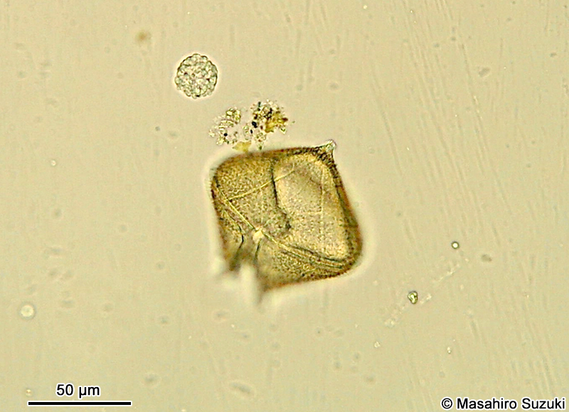 スケオビムシ Protoperidinium
