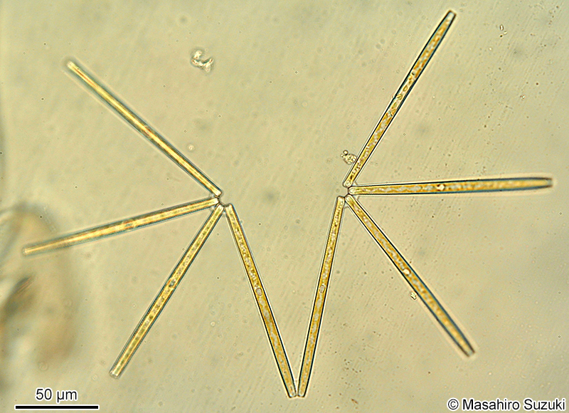 オリジャクケイソウ Thalassionema nitzschioides