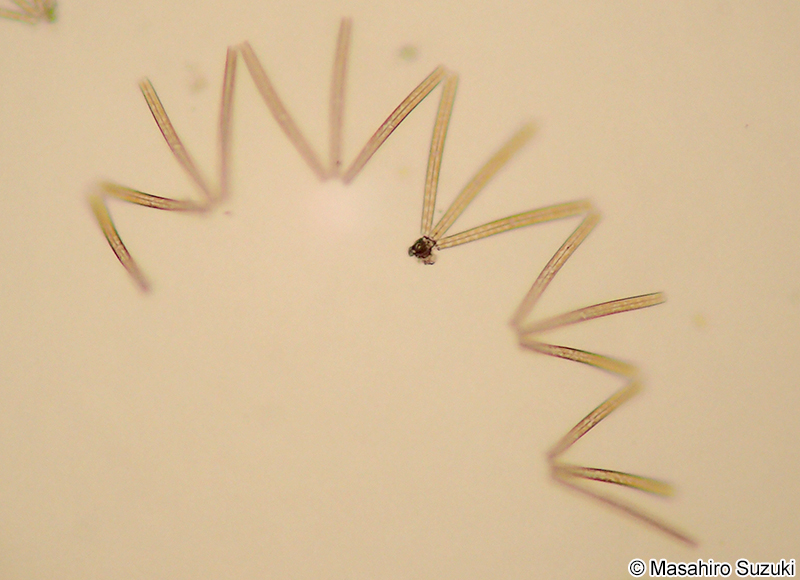 オリジャクケイソウ Thalassionema nitzschioides