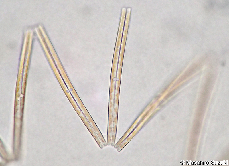 オリジャクケイソウ Thalassionema nitzschioides