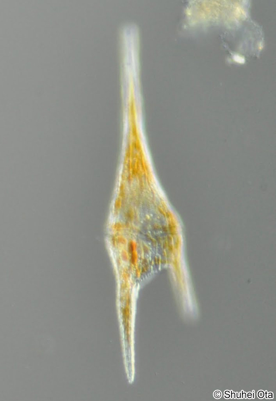 フタマタツノモ Tripos furca