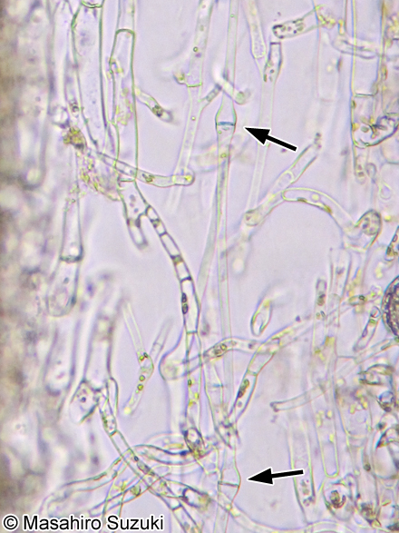 ワカメ Undaria pinnatifida