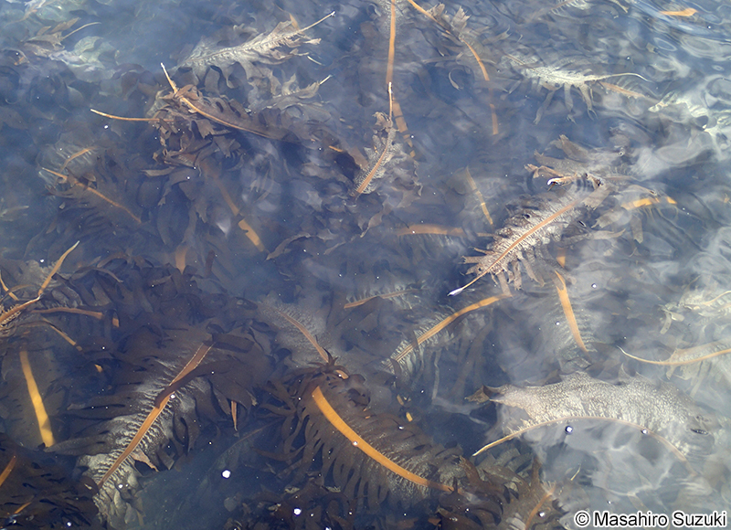 ワカメ Undaria pinnatifida