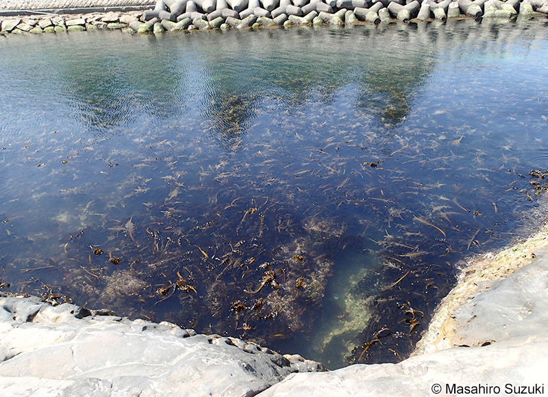 ワカメ Undaria pinnatifida