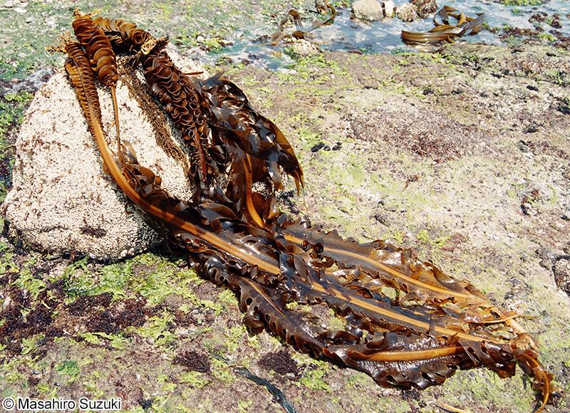 ワカメ Undaria pinnatifida