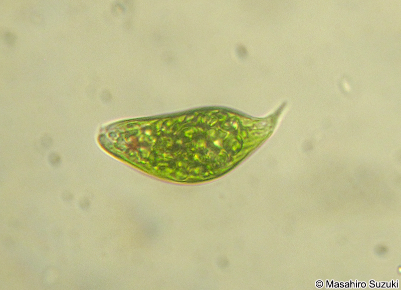 Euglena hemichromata