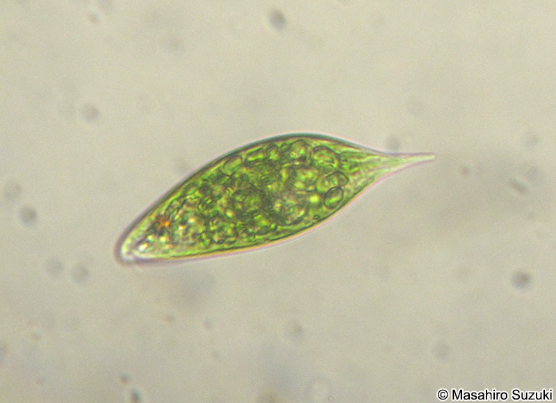 Euglena hemichromata