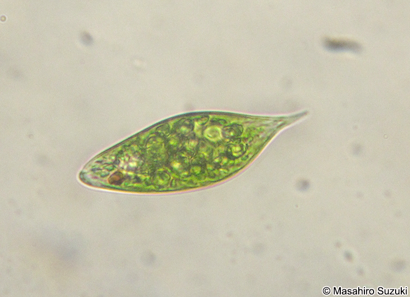 Euglena hemichromata