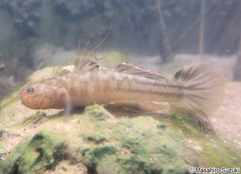 アベハゼ Mugilogobius abei