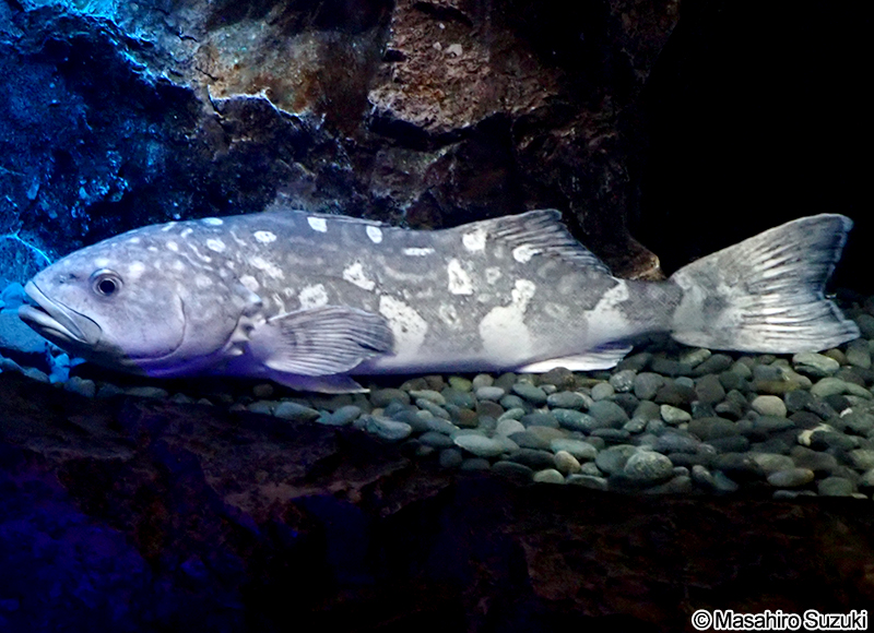 アブラボウズ Erilepis zonifer