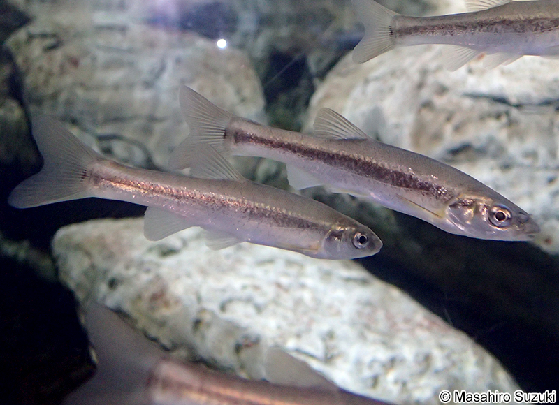 アブラハヤ Rhynchocypris logowskii steindachneri