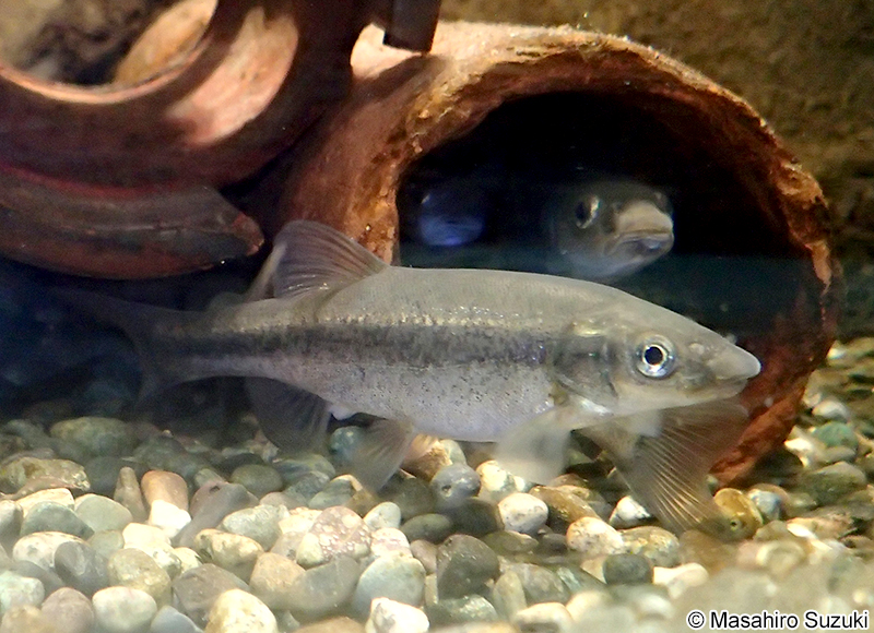 アブラハヤ Rhynchocypris logowskii steindachneri