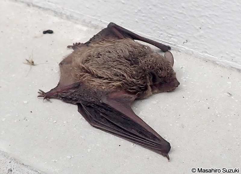 アブラコウモリ Pipistrellus abramus