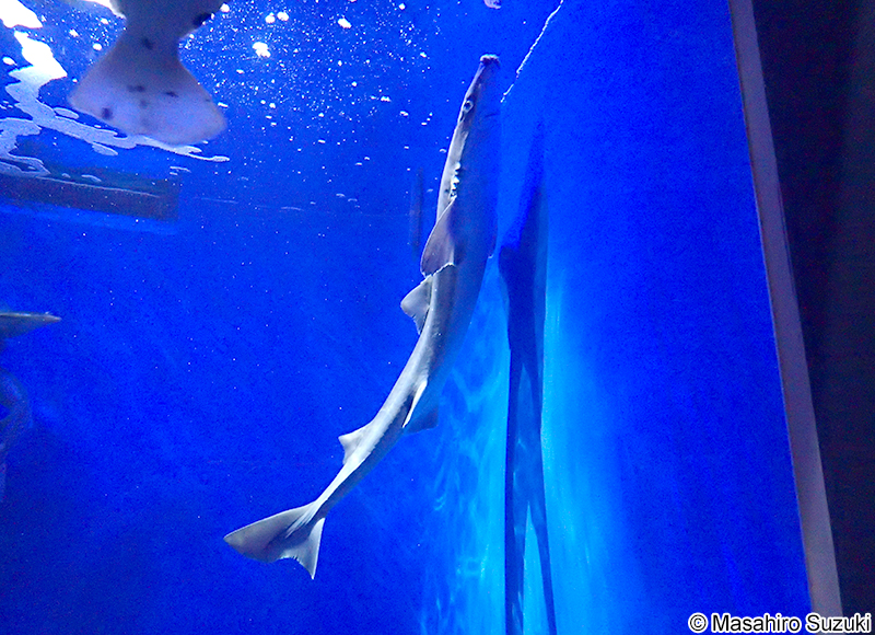 アブラツノザメ Squalus suckleyi