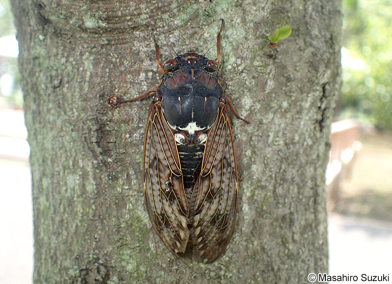 アブラゼミ Graptopsaltria nigrofuscata