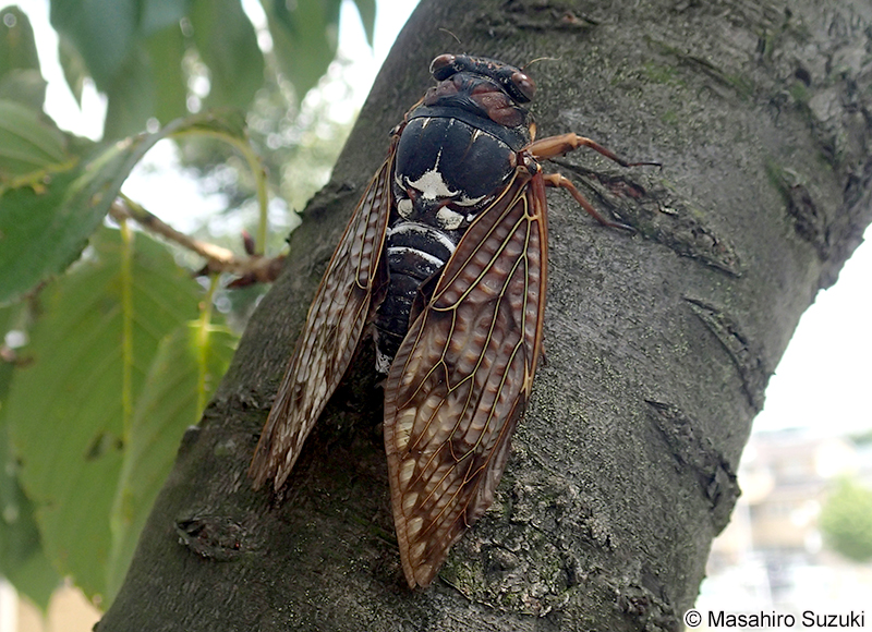 アブラゼミ Graptopsaltria nigrofuscata