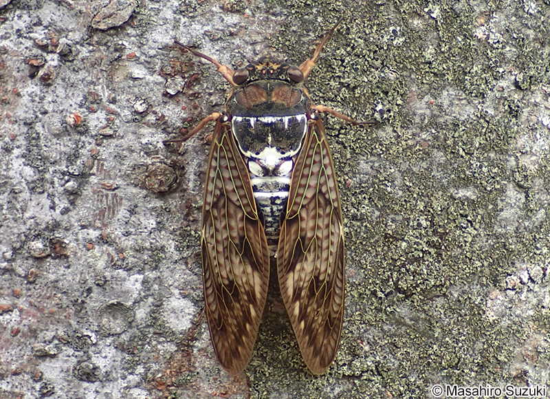 アブラゼミ Graptopsaltria nigrofuscata