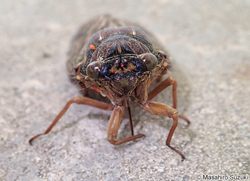 アブラゼミ Graptopsaltria nigrofuscata