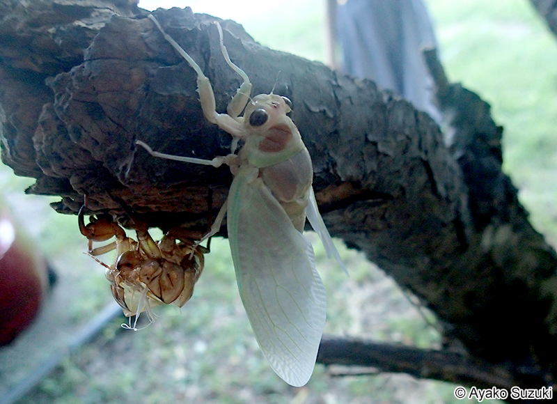 アブラゼミ Graptopsaltria nigrofuscata