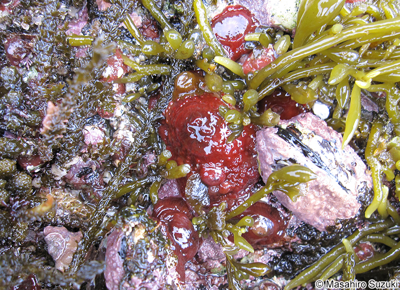 ウメボシイソギンチャク Actinia equina