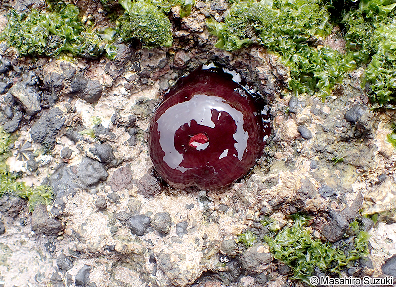 ウメボシイソギンチャク Actinia equina