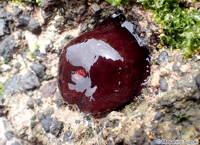 ウメボシイソギンチャク Actinia equina