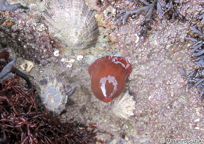 Actinia equina