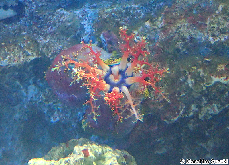 アデヤカキンコ Pseudocolochirus sp.