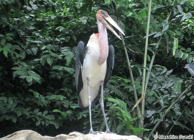 アフリカハゲコウ Leptoptilos crumeniferus