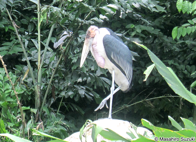 アフリカハゲコウ Leptoptilos crumeniferus