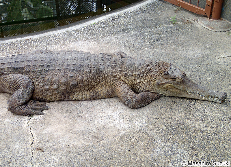 アフリカクチナガワニ Mecistops cataphractus