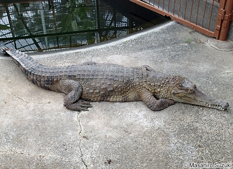 アフリカクチナガワニ Mecistops cataphractus