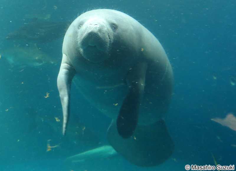 アフリカマナティー Trichechus senegalensis