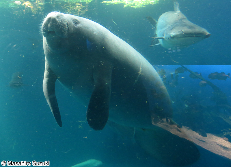 アフリカマナティー Trichechus senegalensis