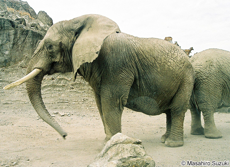 アフリカゾウ Loxodonta africana