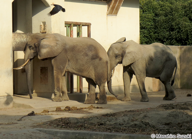 アフリカゾウ Loxodonta africana