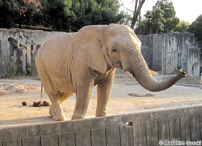 アフリカゾウ Loxodonta africana