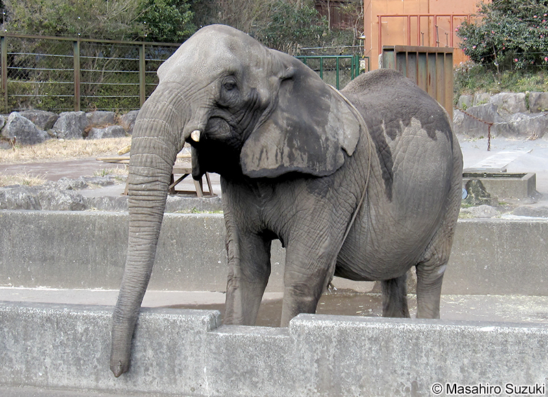 アフリカゾウ Loxodonta africana