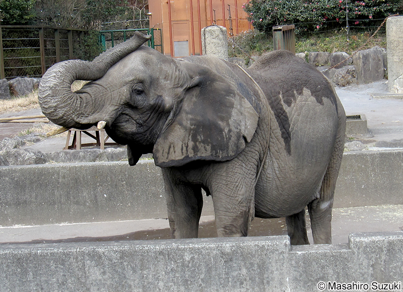 アフリカゾウ Loxodonta africana