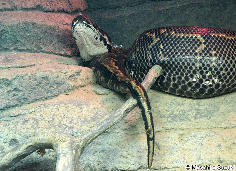 アフリカニシキヘビ Python sebae