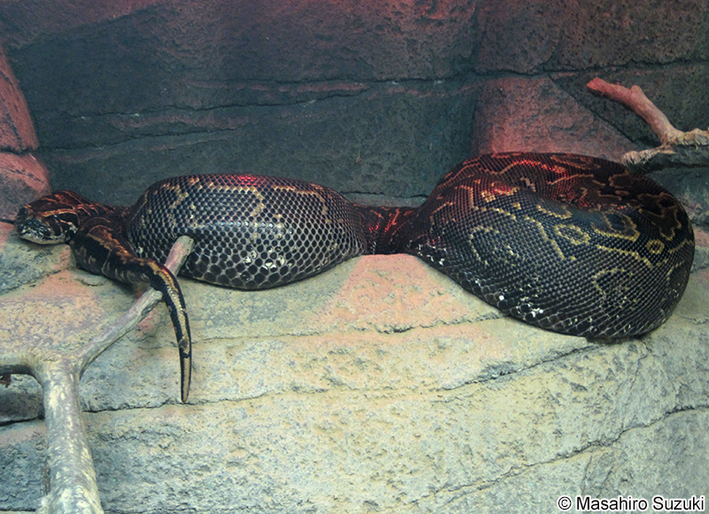 アフリカニシキヘビ Python sebae