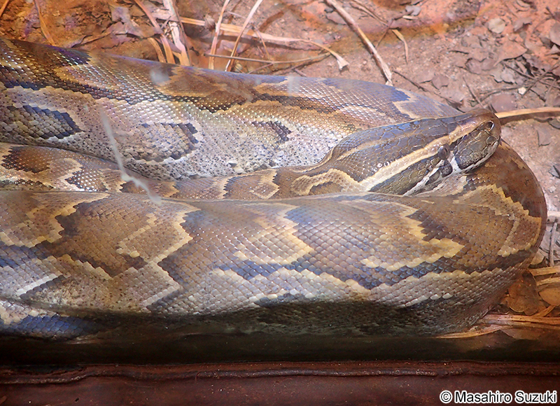 アフリカニシキヘビ Python sebae