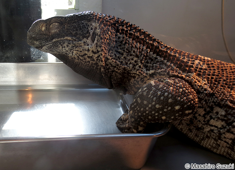 ノドジロオオトカゲ Varanus albigularis