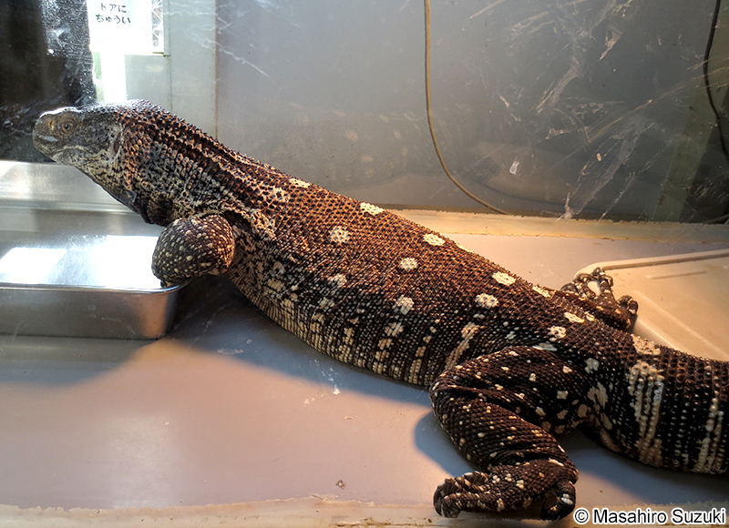 ノドジロオオトカゲ Varanus albigularis