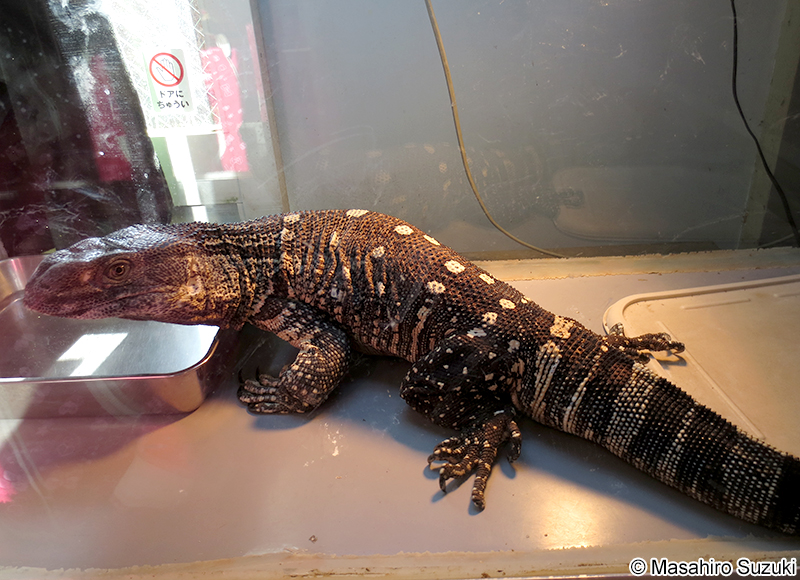 ノドジロオオトカゲ Varanus albigularis